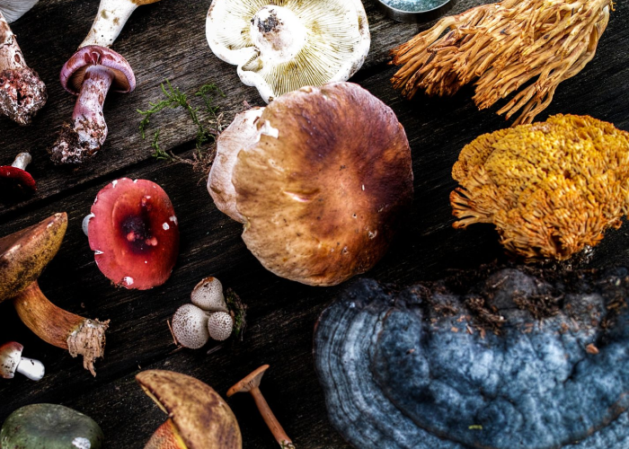 Benefits of medicinal mushrooms