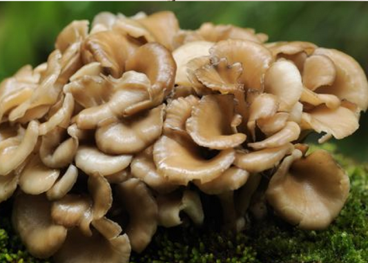 What is maitake mushroom? Unlock the nutritional power of maitake mushroom