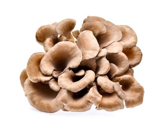 Maitake mushroom : the versatile food with a variety of uses Maitake mushroom uses
