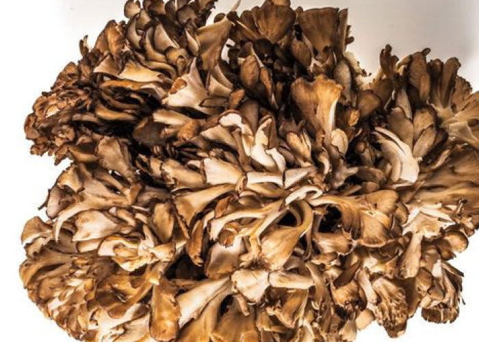 Unlock the power of maitake mushroom: discover its many uses
