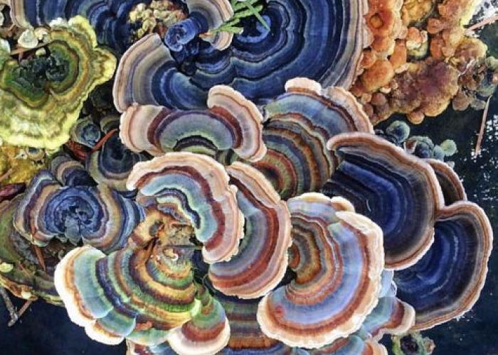 Turkey Tail as Ultimate Immune Support