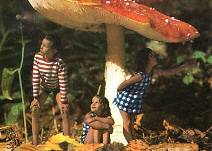 Medicinal mushroom - are they good for kids?
