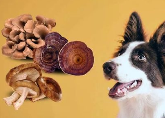 Are there mushrooms for your pet? Which extracts are good for them?