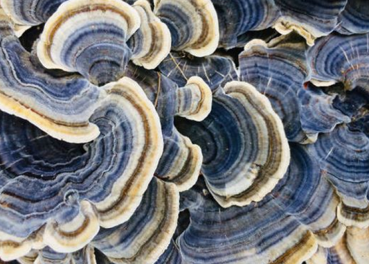 How turkey tail helps athletic performance in the gym