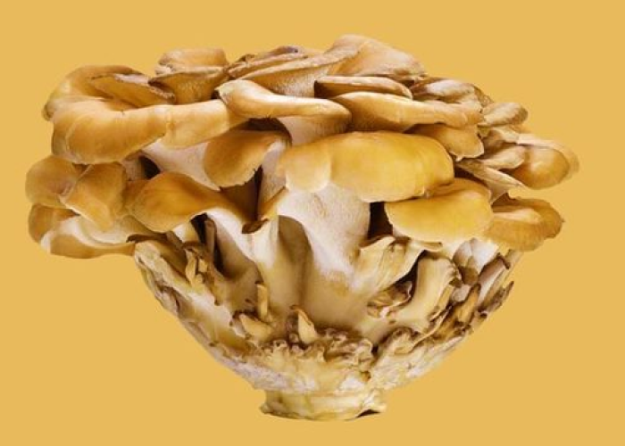 Maitake mushroom powder: the secret to fighting health problems